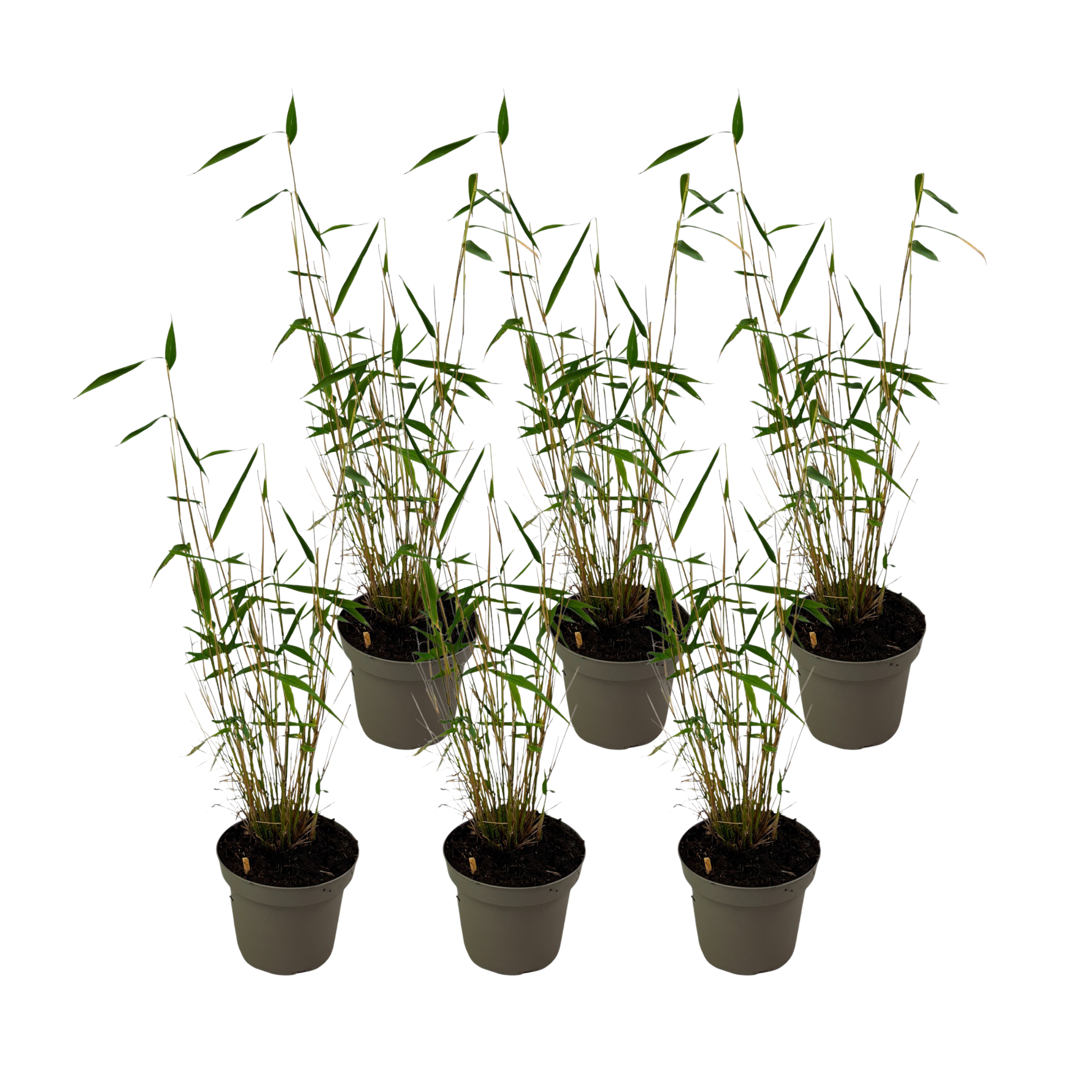 Sininen varsi bambu - 6 kpl - Fargesia 'Blue Dragon' - Korkeus 30-40 cm - ⌀13 cm