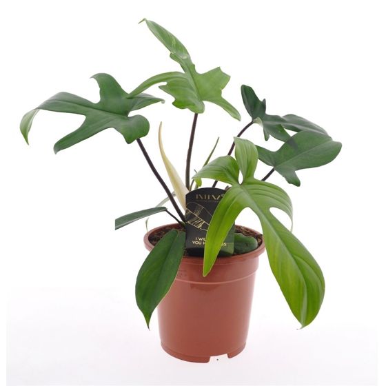 Sydänkasvi - Philodendron 'Florida Green' - Korkeus 40-50cm - ⌀17cm