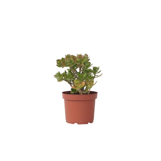 Jadekasvi - Crassula ovata 'Minor' - Korkeus 45-50cm - ⌀23cm