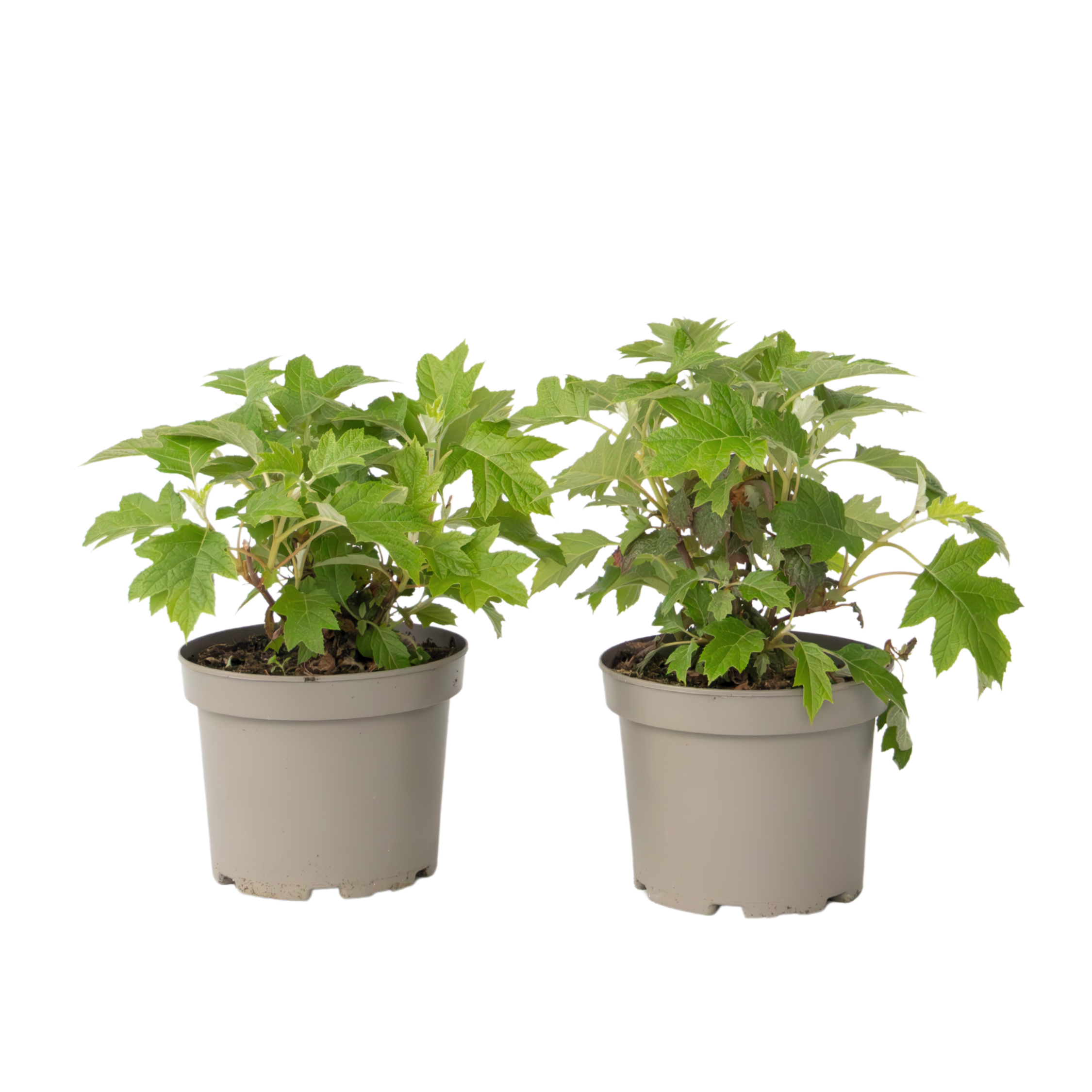 Hortensia - 2 kpl - Hydrangea 'Toy Soldier' - Korkeus 25-40cm - ⌀19cm