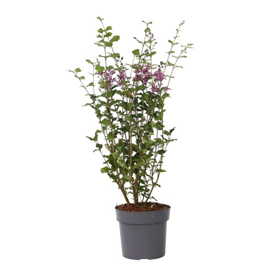 Syyrianlilja - Syringa 'Bloomerang' - Korkeus 55-65 cm - ⌀19 cm