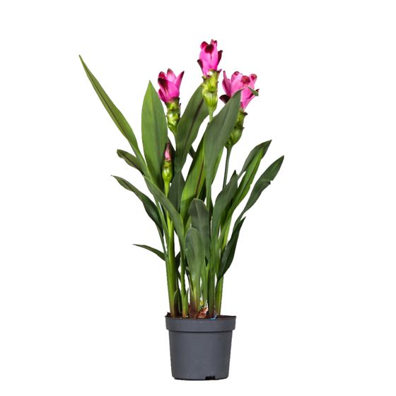 Siamin tulppaanikurkumaa - Curcuma 'Siam Splash' - K40-60cm - ⌀13cm