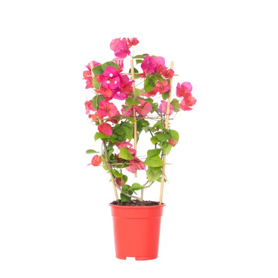 Paperikukka - Bougainvillea 'Dania' - Korkeus 50–60cm - ⌀17cm
