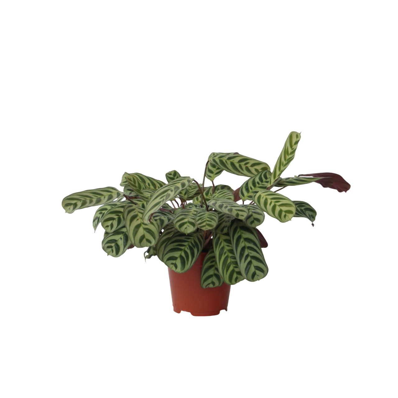 Ctenanthe-kasvi - Ctenanthe 'burle-marxii' - Korkeus 30-40 cm - ⌀14 cm