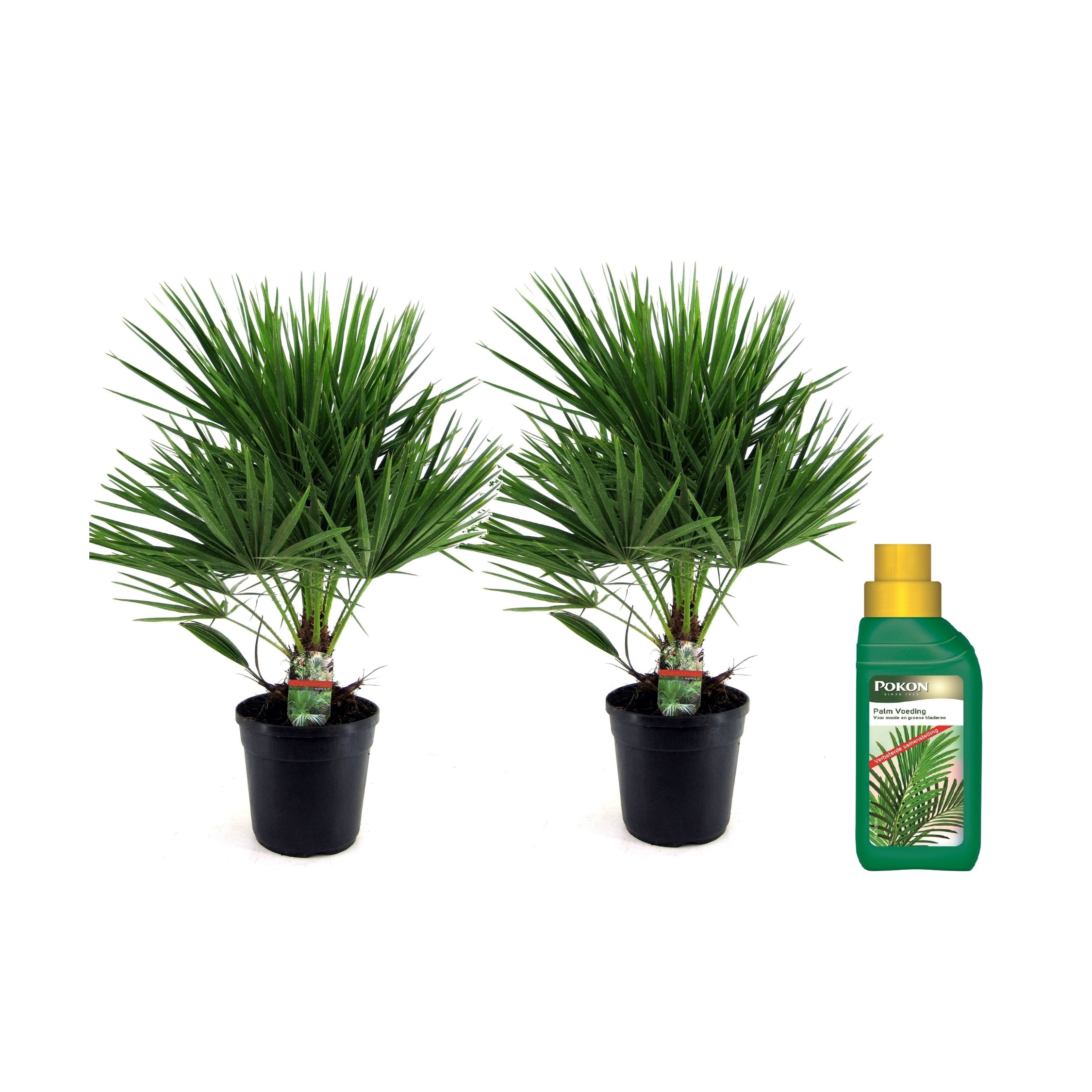 Euroopan viuhkapalmu - 2 kpl - Chamaerops humilis - Korkeus 70-80cm - ⌀21cm