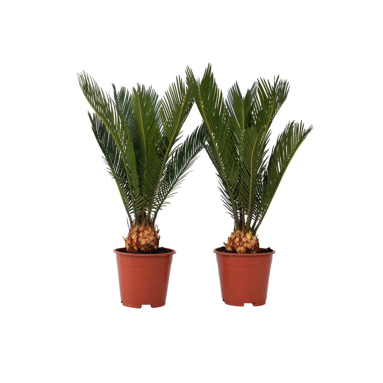 Sago-palmu - 2 kpl. - Cycas revoluta - Korkeus 45-60cm - ⌀15cm