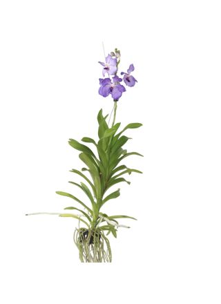 Vanda-orvokki - Vanda 'New Blue' - Korkeus 55-65cm