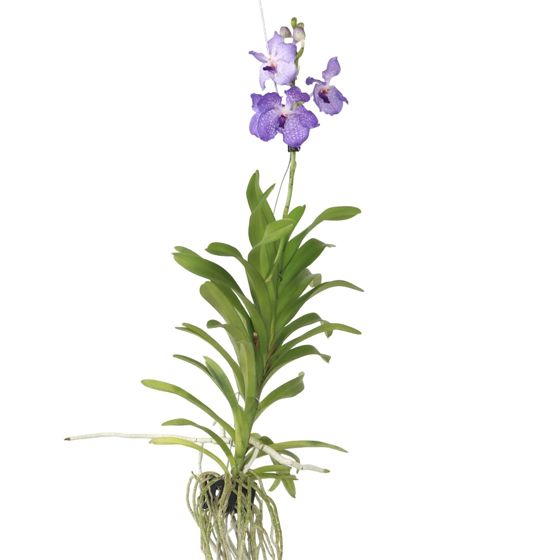Vanda-orvokki - Vanda 'New Blue' - Korkeus 55-65cm
