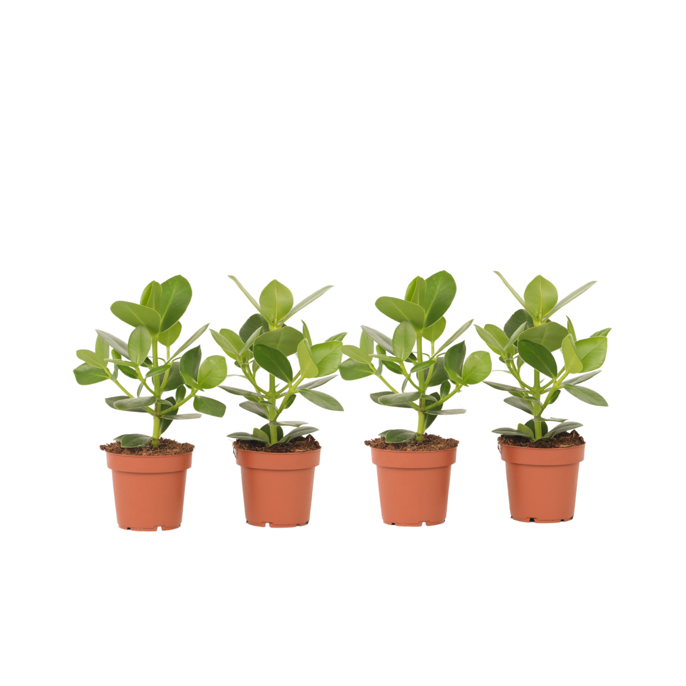 Itsekirjoituspuu - 4 kpl - Clusia rosea 'Princess' - Korkeus 25-35cm - ⌀12cm