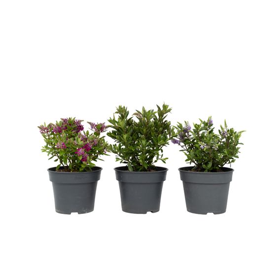 Ikuisvihreä pensas - 3 kpl - Hebe All Blooms - Korkeus 30-35 cm - ⌀13 cm
