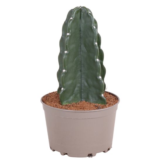 Piikkikruunu-kaktus - Cereus jamacaru - Korkeus 30-35 cm - ⌀18 cm