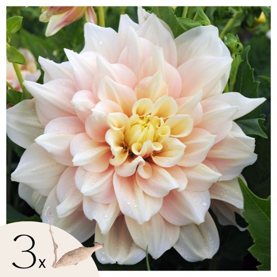 Daaliamukulat - 3 kpl - Dahlia 'Break Out' - Kukkasipulit - Vaaleanpunainen