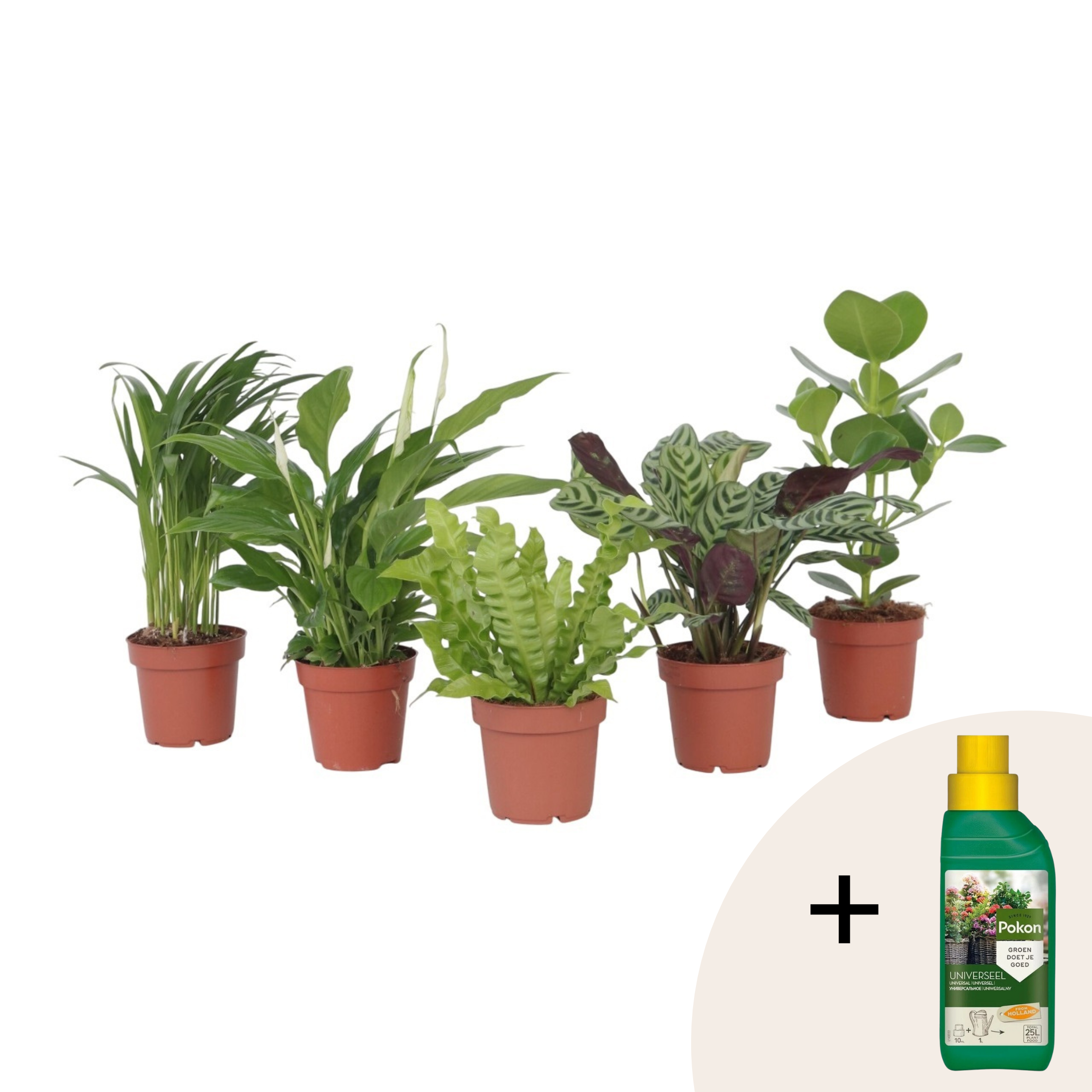 Ilmaa puhdistava sekoitus - 5 kpl - Huonekasvit - Korkeus 25-40cm - ⌀12cm