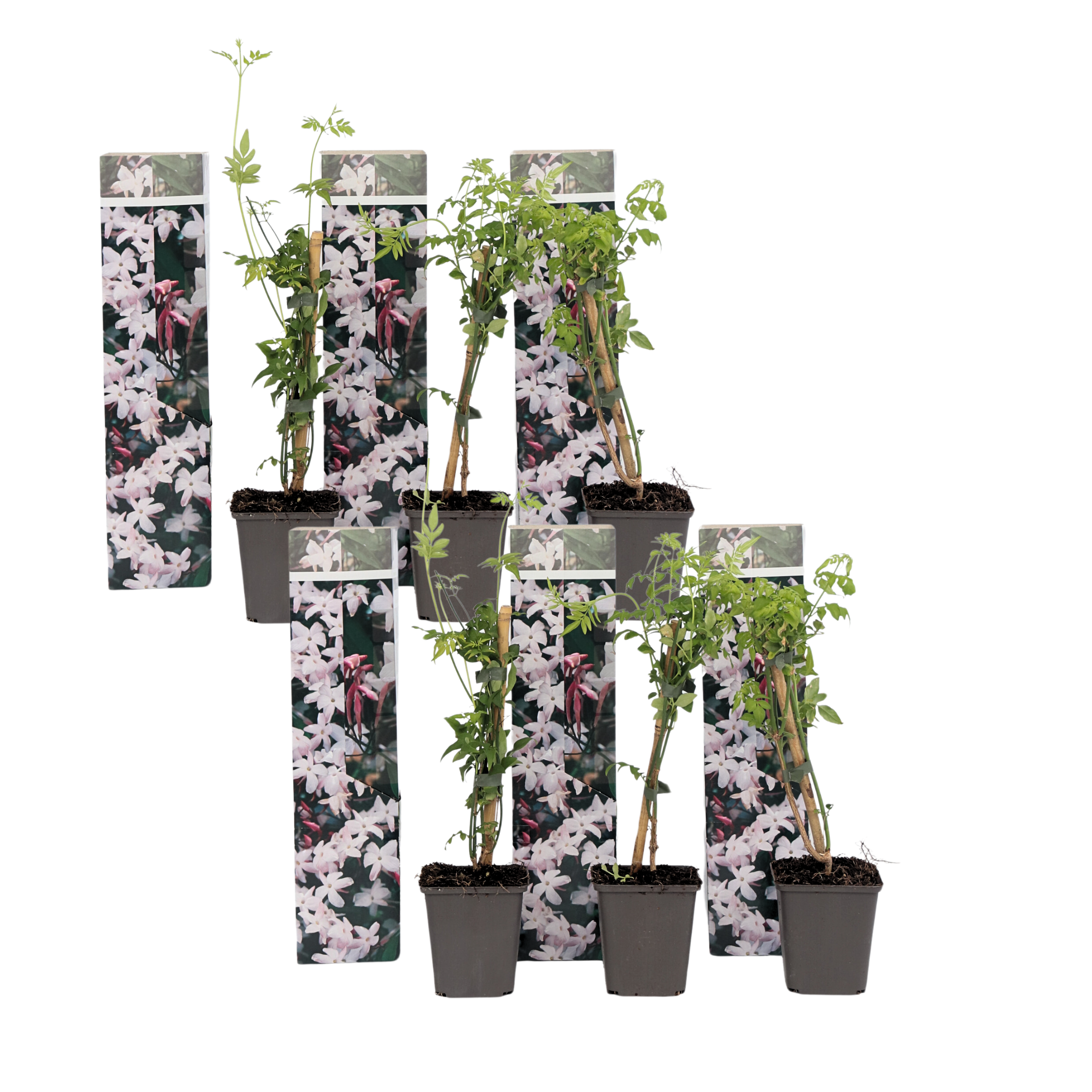 Jasmiinitähti - 6 kpl - Jasminum 'Officinale' - Korkeus 25-40cm - ⌀9cm