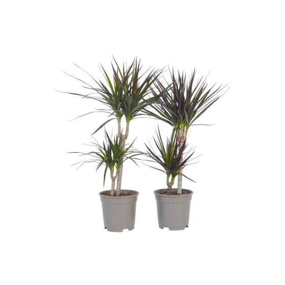 Madagaskarin lohikäärmepuu - 2 kpl - Dracaena marginata - K70-80cm - ⌀17cm
