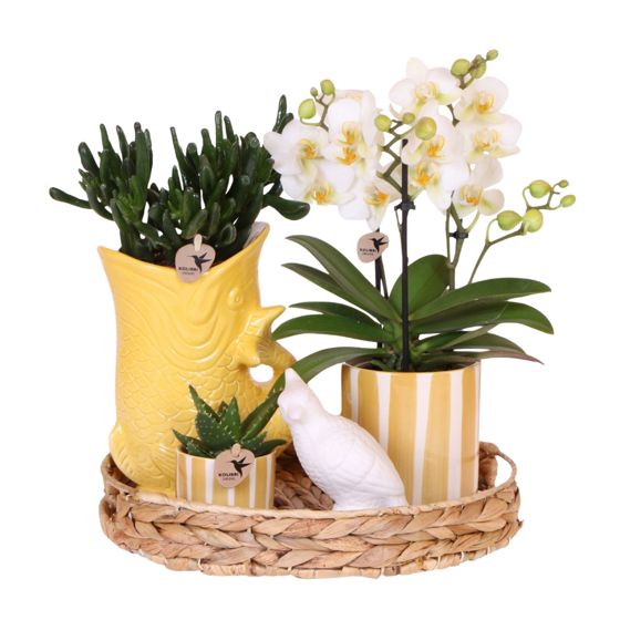 Orkidea-lahjasetti 'Yellow XL' - Phalaenopsis - Korkeus 35cm