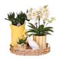 Orkidea-lahjasetti 'Yellow XL' - Phalaenopsis - Korkeus 35cm