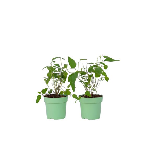 Eukalyptus - 2 kpl - Eucalyptus 'Citriodora' - Korkeus 35-45cm - ⌀15cm