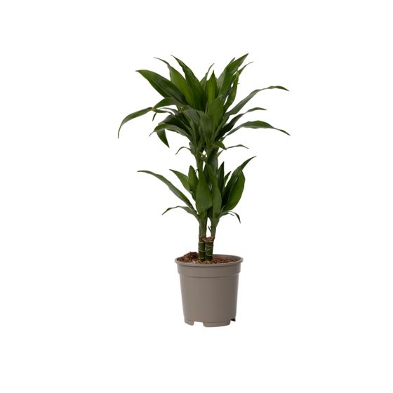 Lohikäärmipuu - Dracaena deremensis 'Janet Craig' - Korkeus 60-70cm - ⌀17cm