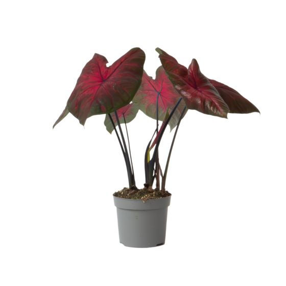 Enkelinsiivet - Caladium 'Postman Joyner' - Korkeus 25-40cm - ⌀12cm