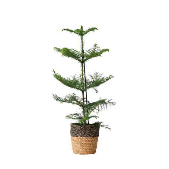 Norfolkinsaaren mänty - Araucaria heterophylla - Korkeus 50-60 cm - ⌀17 cm