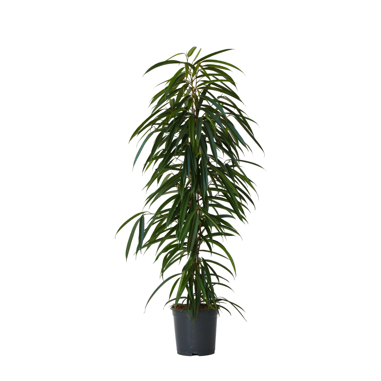 Itkevä viikuna - Ficus binnendijkii - Korkeus 100-110cm - ⌀21cm