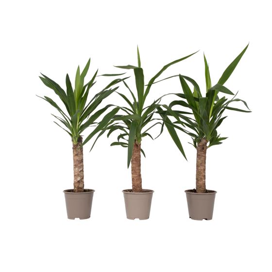 Jukkapalmu - 3 kpl - Yucca elephantipes - Korkeus 50-60cm - ⌀14cm