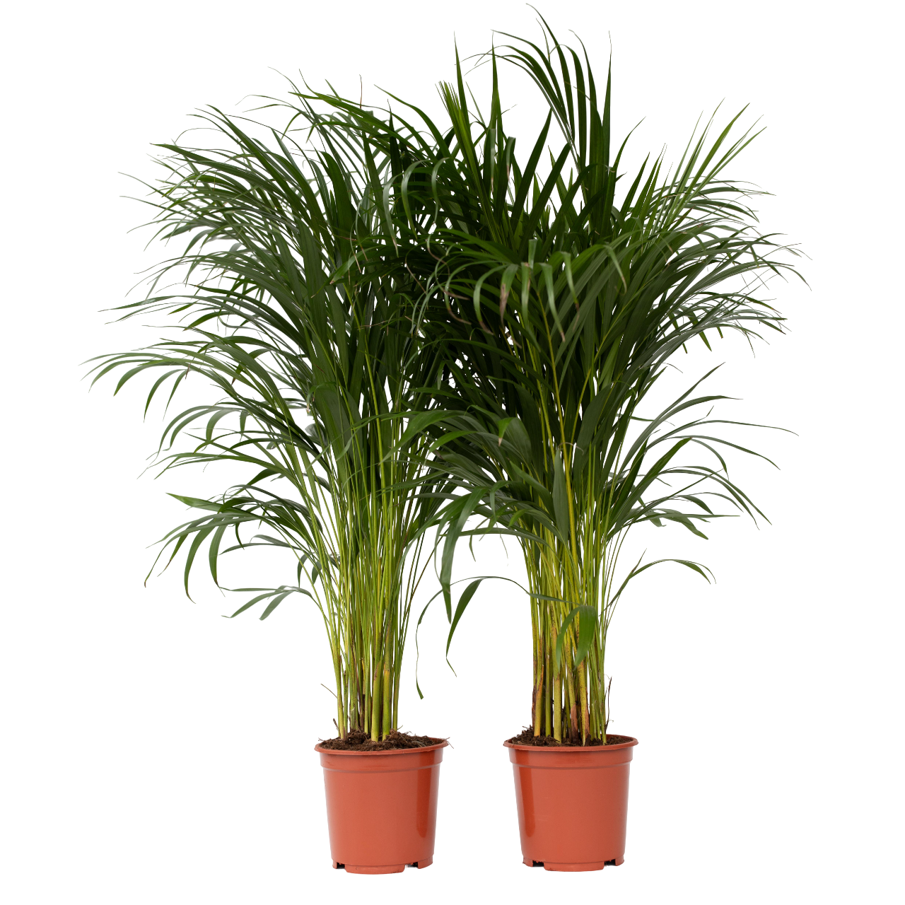 Arekapalmu - 2 kpl - Dypsis lutescens - Korkeus 100-120cm - ⌀21cm