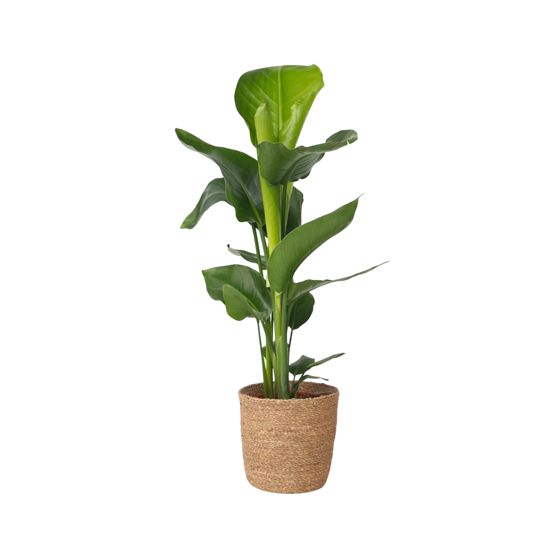 Jättilintuparatiisi - Strelitzia nicolai - Korkeus 55-70 cm - ⌀17 cm