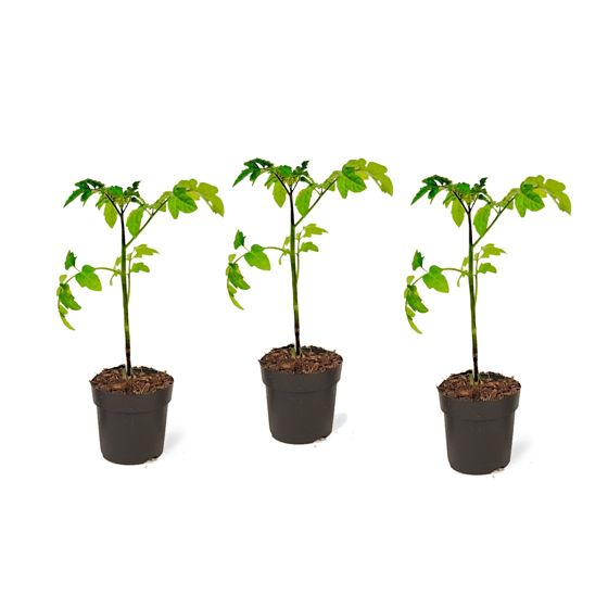 Tomaatti - 3 kpl - Lycopersicon 'Heartbreaker' - Korkeus 20-30cm - ⌀10,5cm