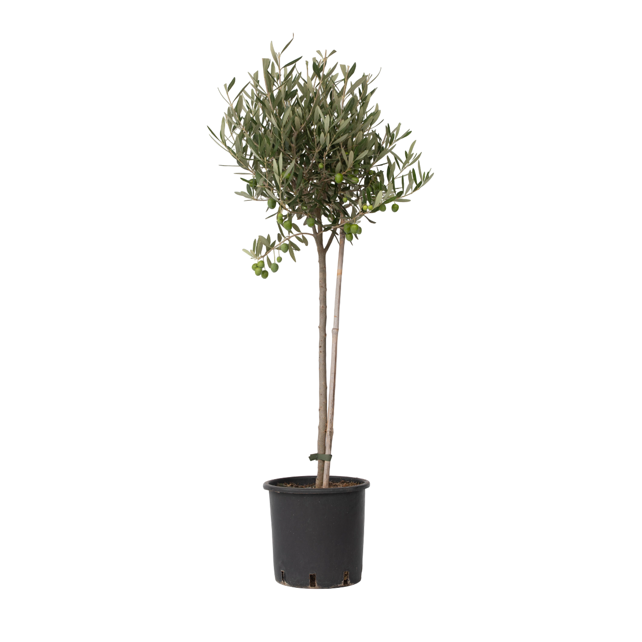 Öljypuu - Olea europaea - Korkeus 80-90cm - ⌀19cm