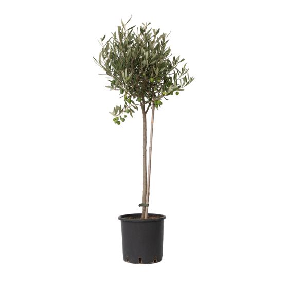 Öljypuu - Olea europaea - Korkeus 80-90cm - ⌀19cm