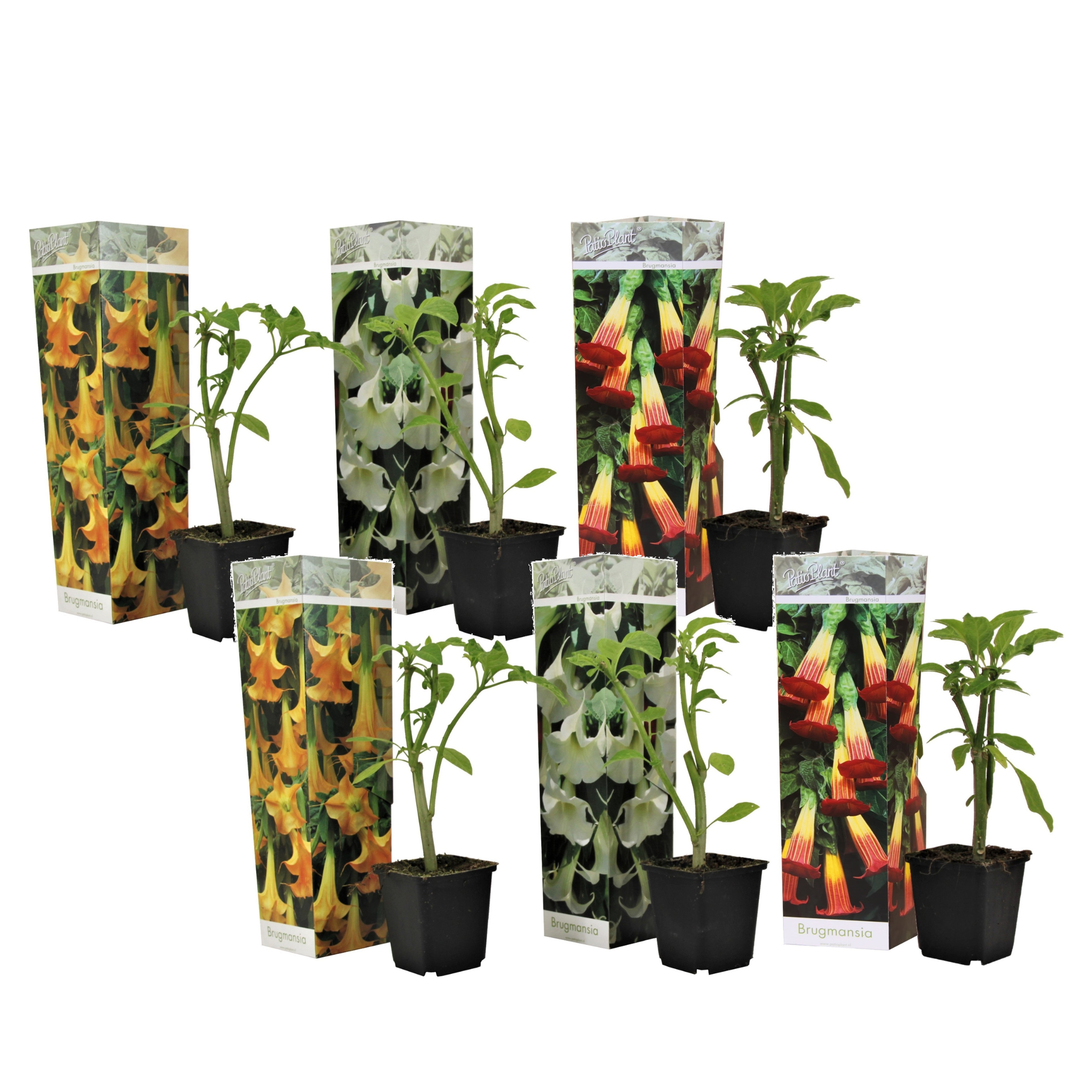 Enkelinpasuunat - 6 kpl - Brugmansia - Korkeus 25-40cm - ⌀9cm