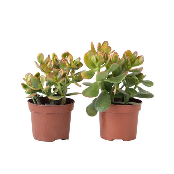 Jadekasvi - 2 kpl - Crassula ovata 'Sunset' - Korkeus 30-35cm - ⌀17cm
