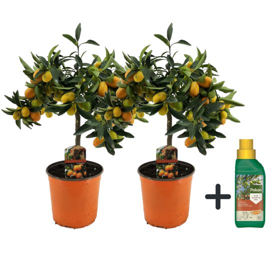 Calamondin Appelsiini - 2 kpl - Citrus microcarpa 'Kumquat' - K50-60cm - ⌀19cm