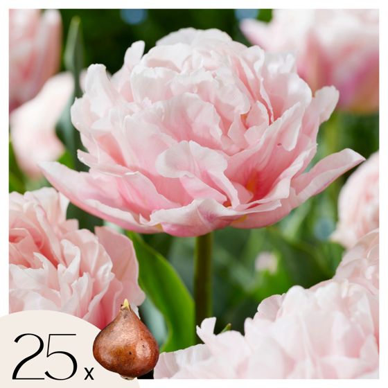 Tulppaaninsipulit - 25 kpl - Tulipa 'Dreamer' - Kukkasipulit - Vaaleanpunainen
