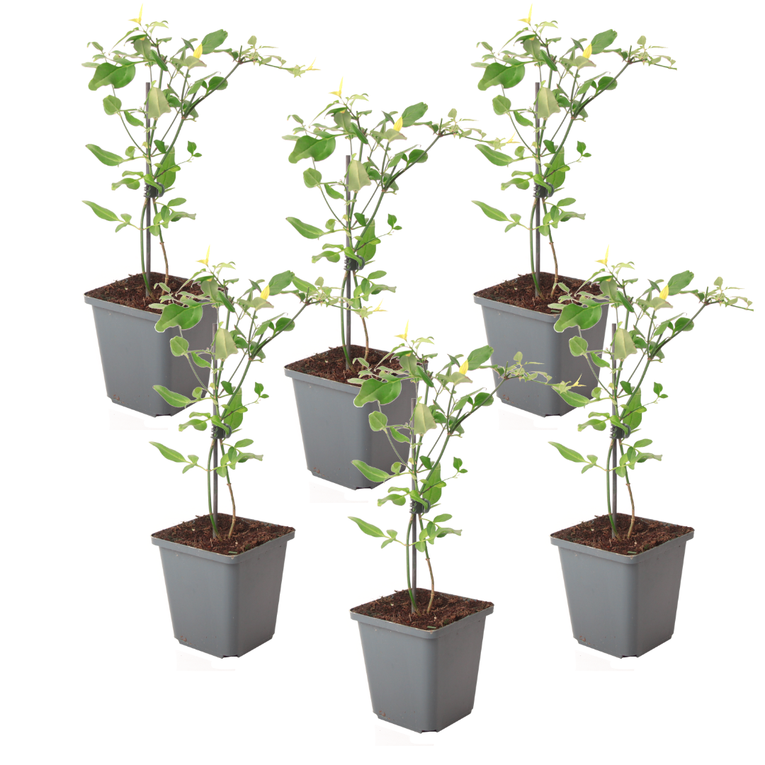 Jasmine - 6 kpl - Jasminum 'Summer Scent' - Korkeus 25-40 cm - ⌀9 cm