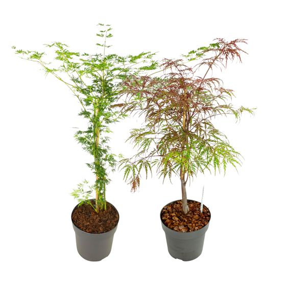 Japanin vaahtera - 2 kpl - Acer 'Garnet', Acer 'Emerald Lace' - K60-70cm - ⌀19cm