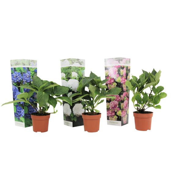 Hortensia - 3 kpl - Hydrangea macrophylla - Korkeus 25-40cm - ⌀9cm
