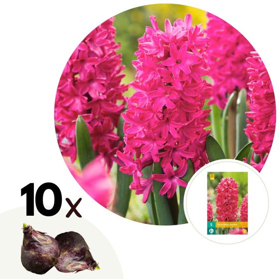 Hyasintti - 10 kpl - Hyacinthus 'Jan Bos' - Kukkasipulit - Punainen