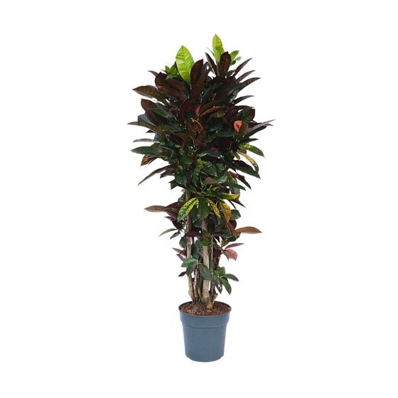 Kroton - Codiaeum variegatum 'Mrs. Iceton' - Korkeus 140-150 cm - ⌀31 cm