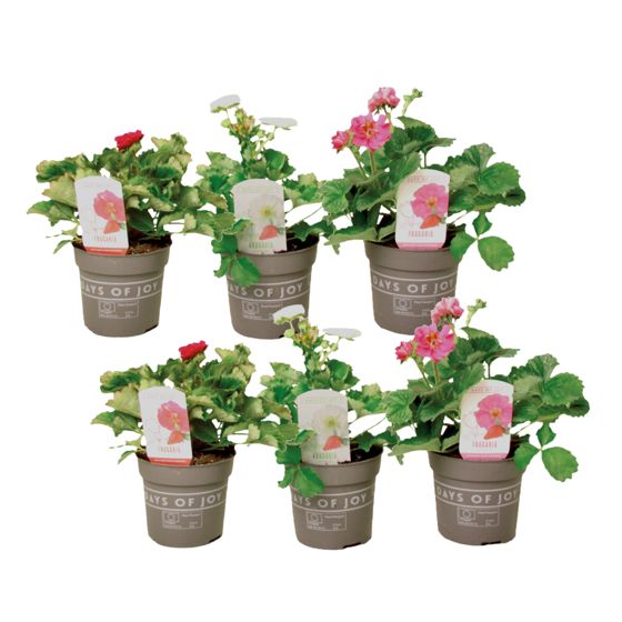 Mansikkakasvi - 6 kpl - Fragaria 'Summer Breeze' - Korkeus 15-25cm - ⌀10,5cm