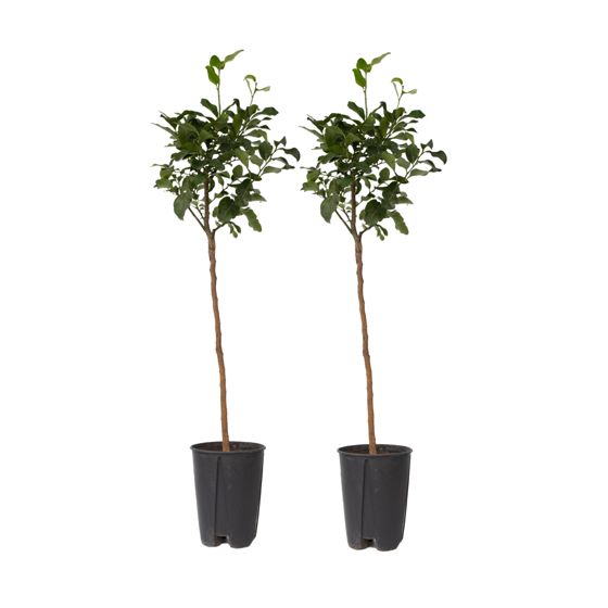 Veriapelsiinipuu - 2 kpl - Citrus aurantium Tarocco - Korkeus 90-110 cm - ⌀19 cm