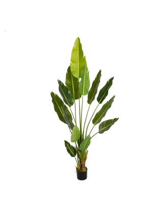 Lykke Tekokasvi Bird of Paradise 200cm