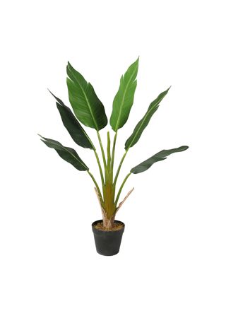 Lykke Tekokasvi Strelitzia Tree 90cm