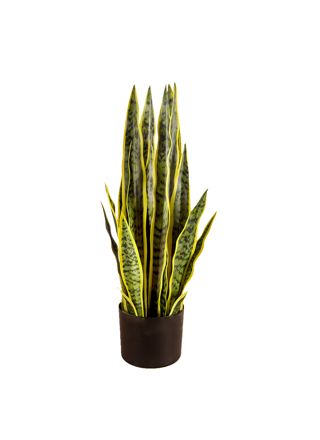 Lykke Tekokasvi Snake Plant 65cm