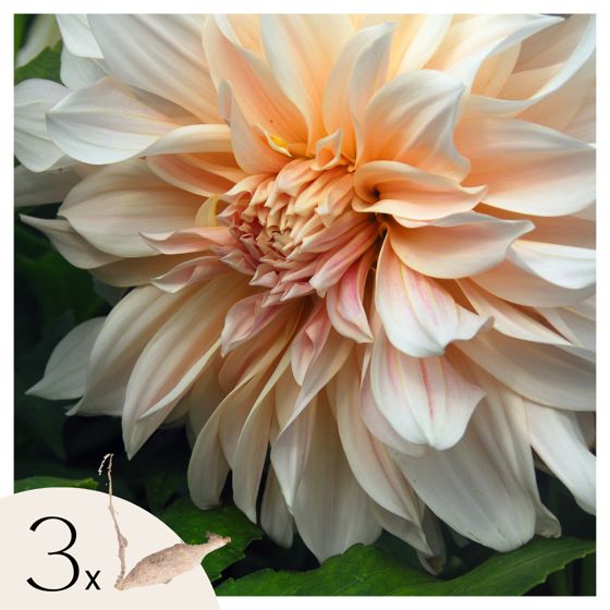 Daalian juurakot - 3 kpl - Dahlia 'Café au Lait' - Kukkasipulit