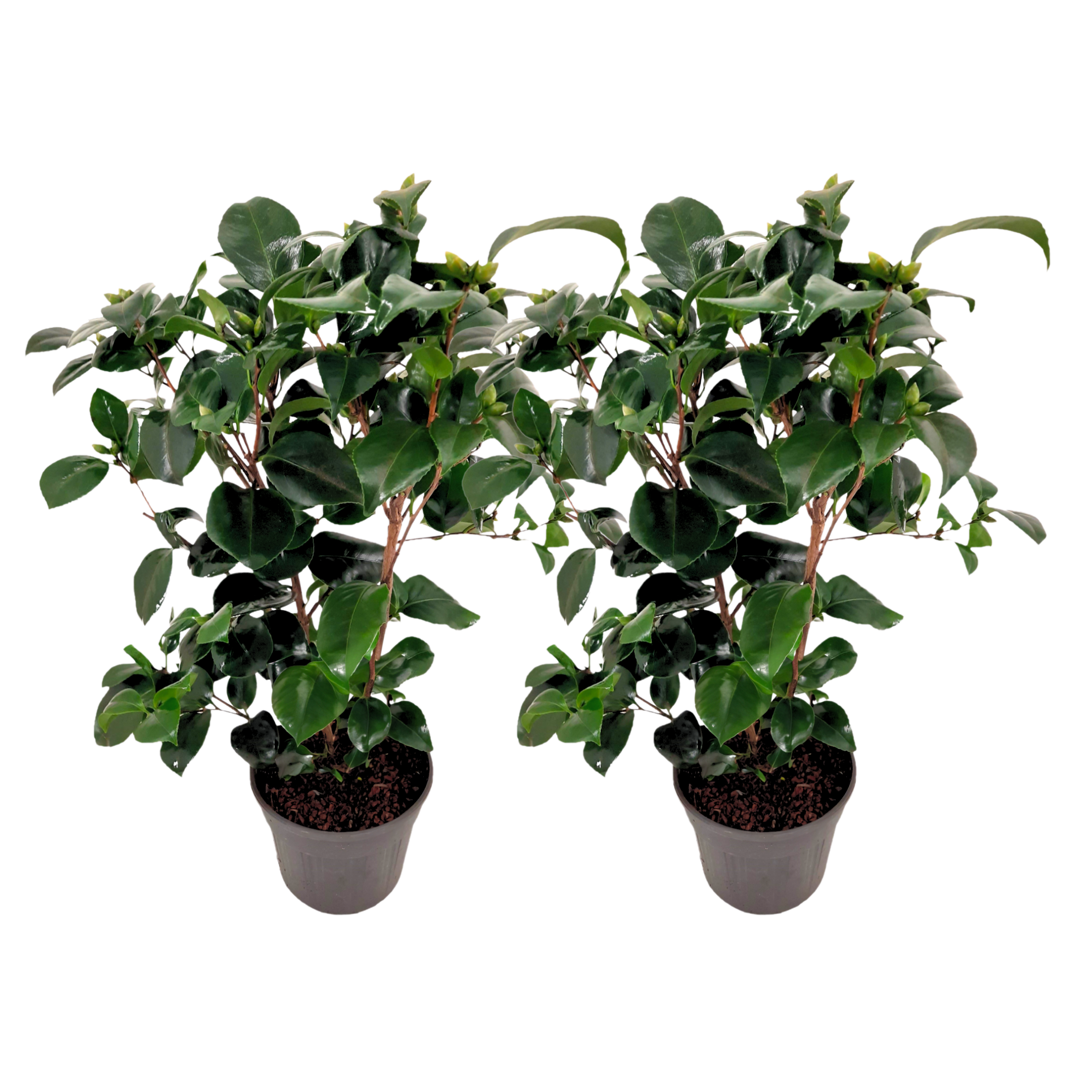 Japanin kamelia - 2 kpl. - Camellia 'Lady Campbell' - Korkeus 50-60cm - ⌀15cm