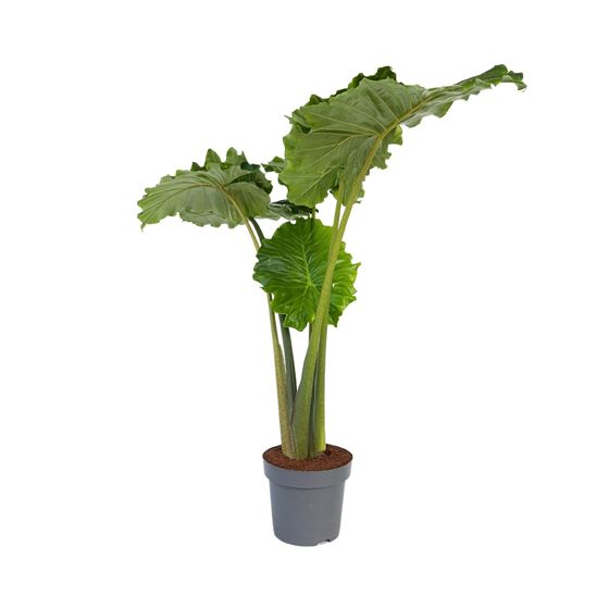 Juurakkovehka - Alocasia 'Portodora' - Korkeus 110-120cm - ⌀32cm