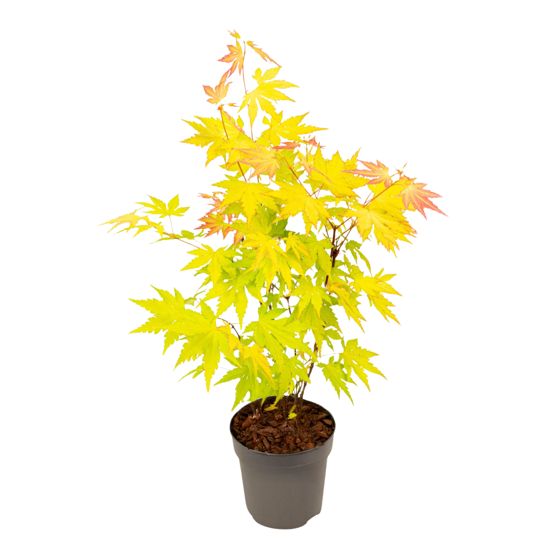 Japanin vaahtera - Acer palmatum 'Orange Dream' - Korkeus 25-40cm - ⌀10,5cm